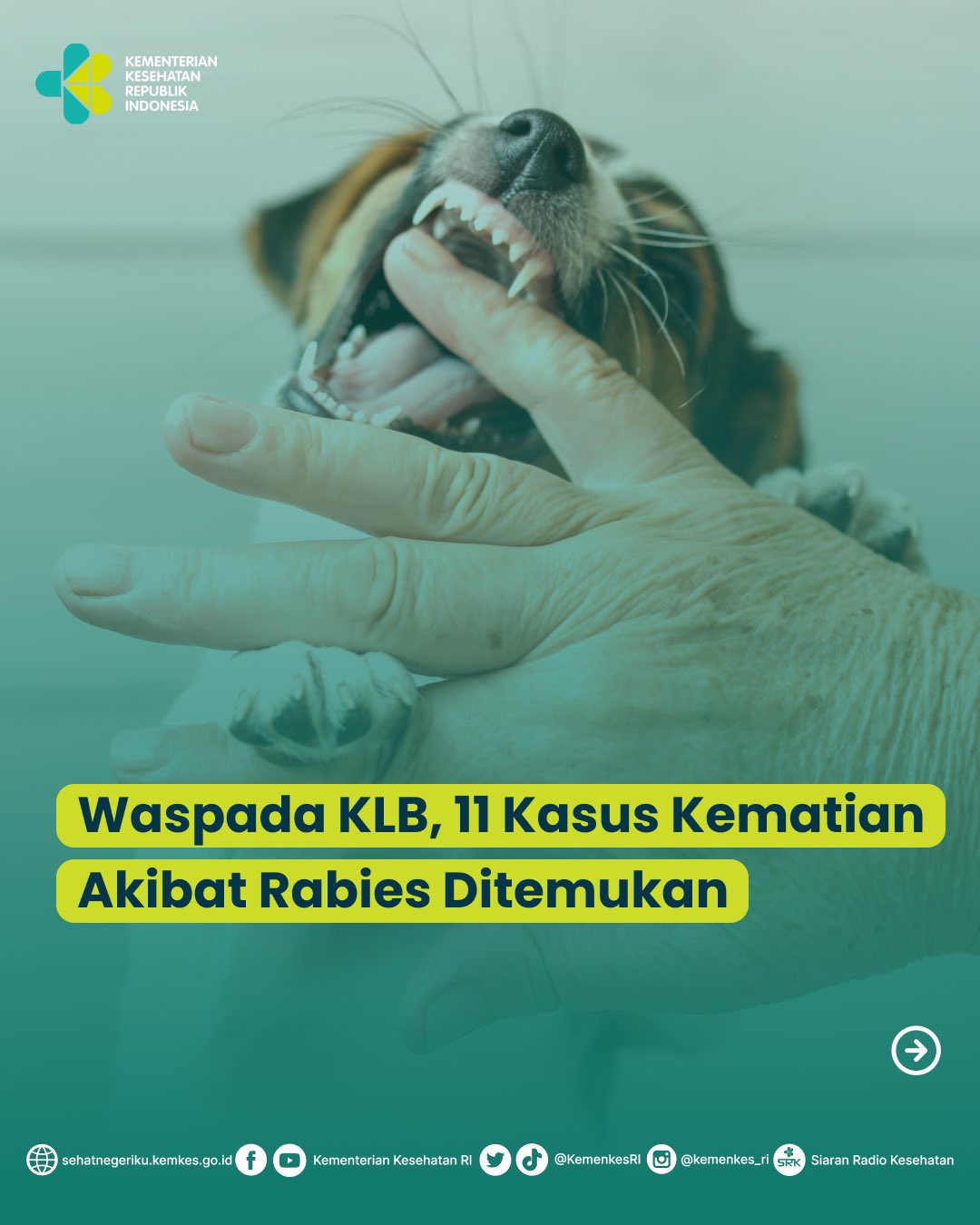 InfoPublik - Kemenkes: 11 Kasus Kematian Disebabkan Rabies Berasal dari Anjing yang Terinfeksi